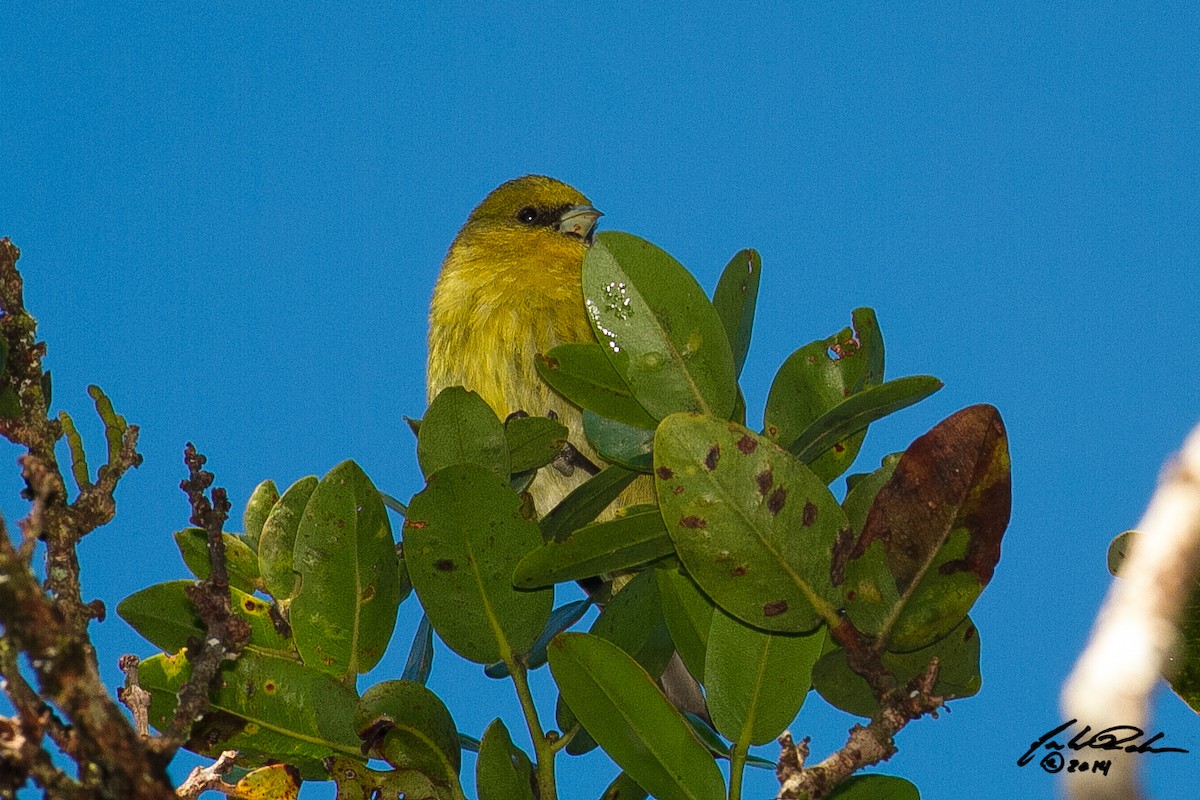 Kauai-Akepakleidervogel - ML142174341