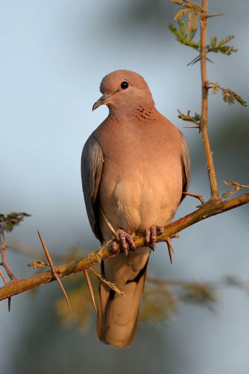 Tórtola Senegalesa - ML142174851