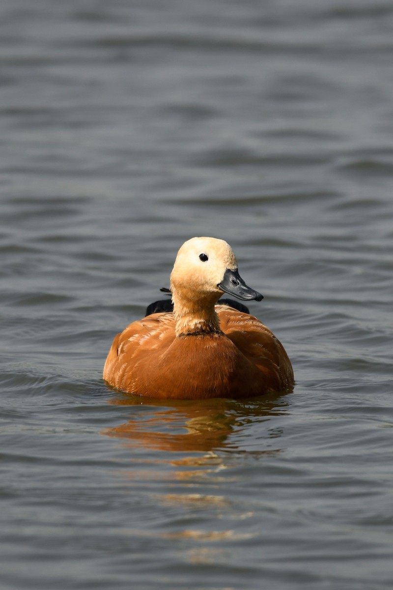 Ruddy Shelduck - Prem Raut