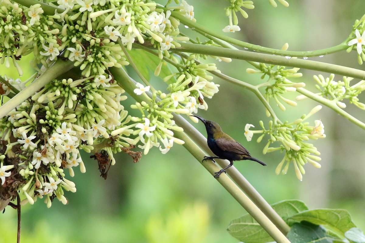 South Moluccan Sunbird - Meng-Chieh (孟婕) FENG (馮)