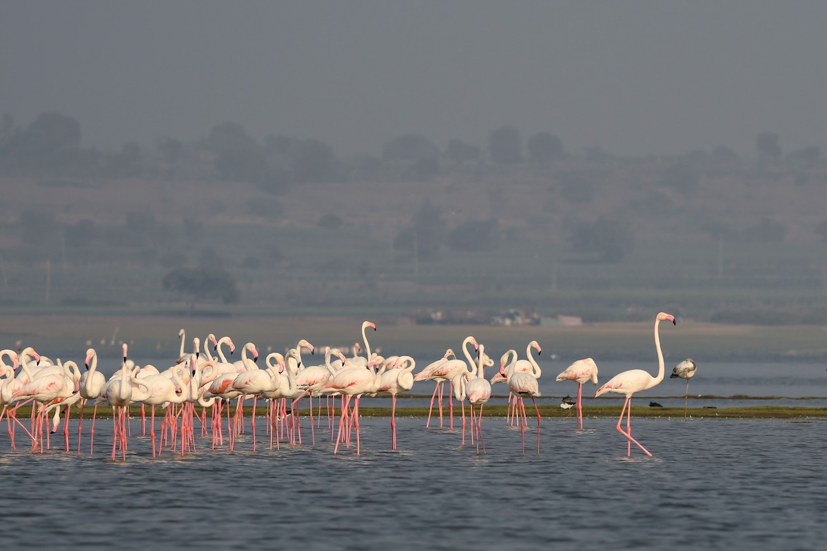 Greater Flamingo - Prem Raut