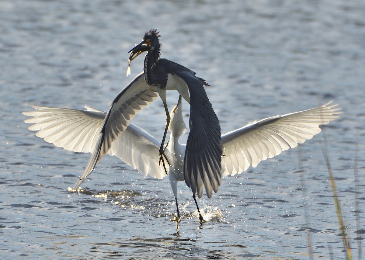 Tricolored Heron - ML142176131