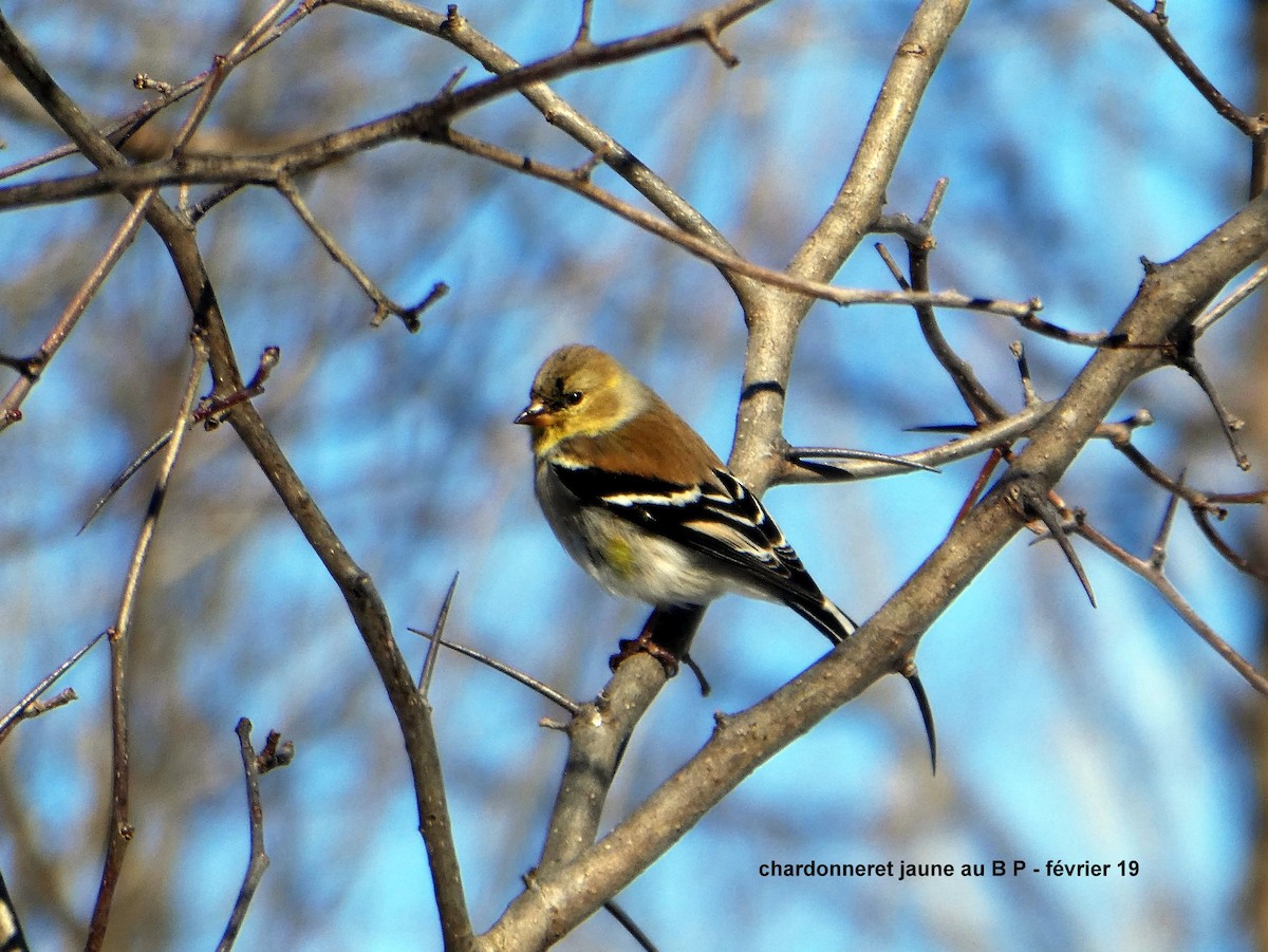 American Goldfinch - ML142176481