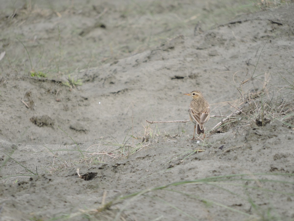 Paddyfield Pipit - ML142177041