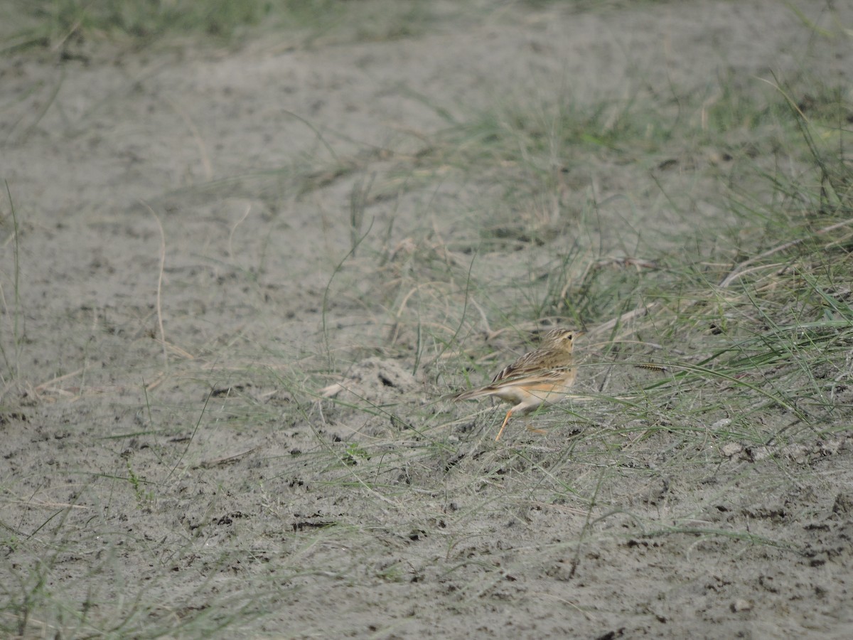 Paddyfield Pipit - ML142177051