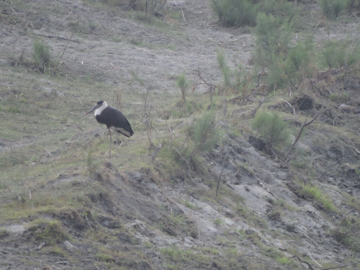 Asian Woolly-necked Stork - ML142177161