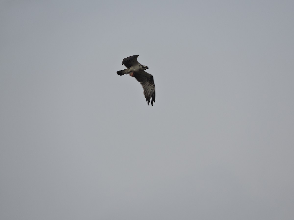 Osprey - ML142177211