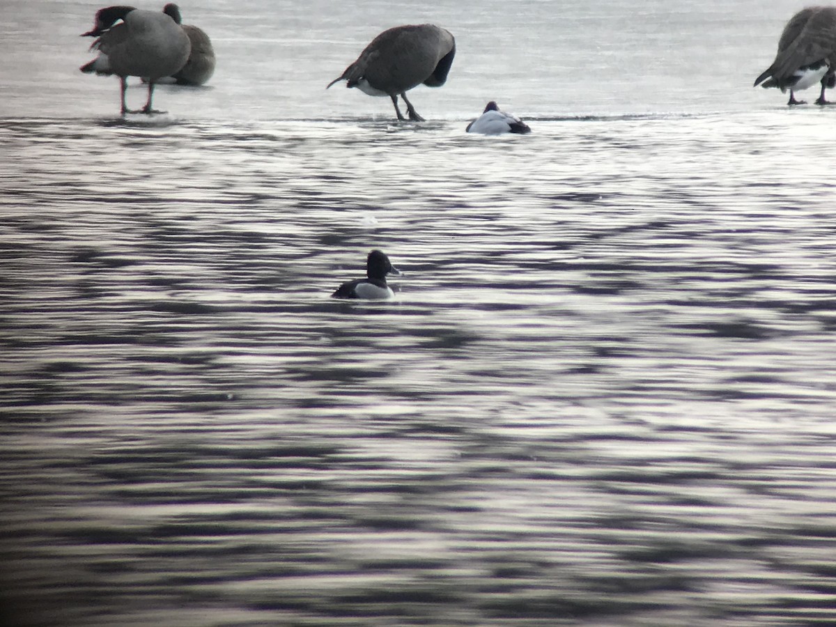 Ring-necked Duck - ML142177471
