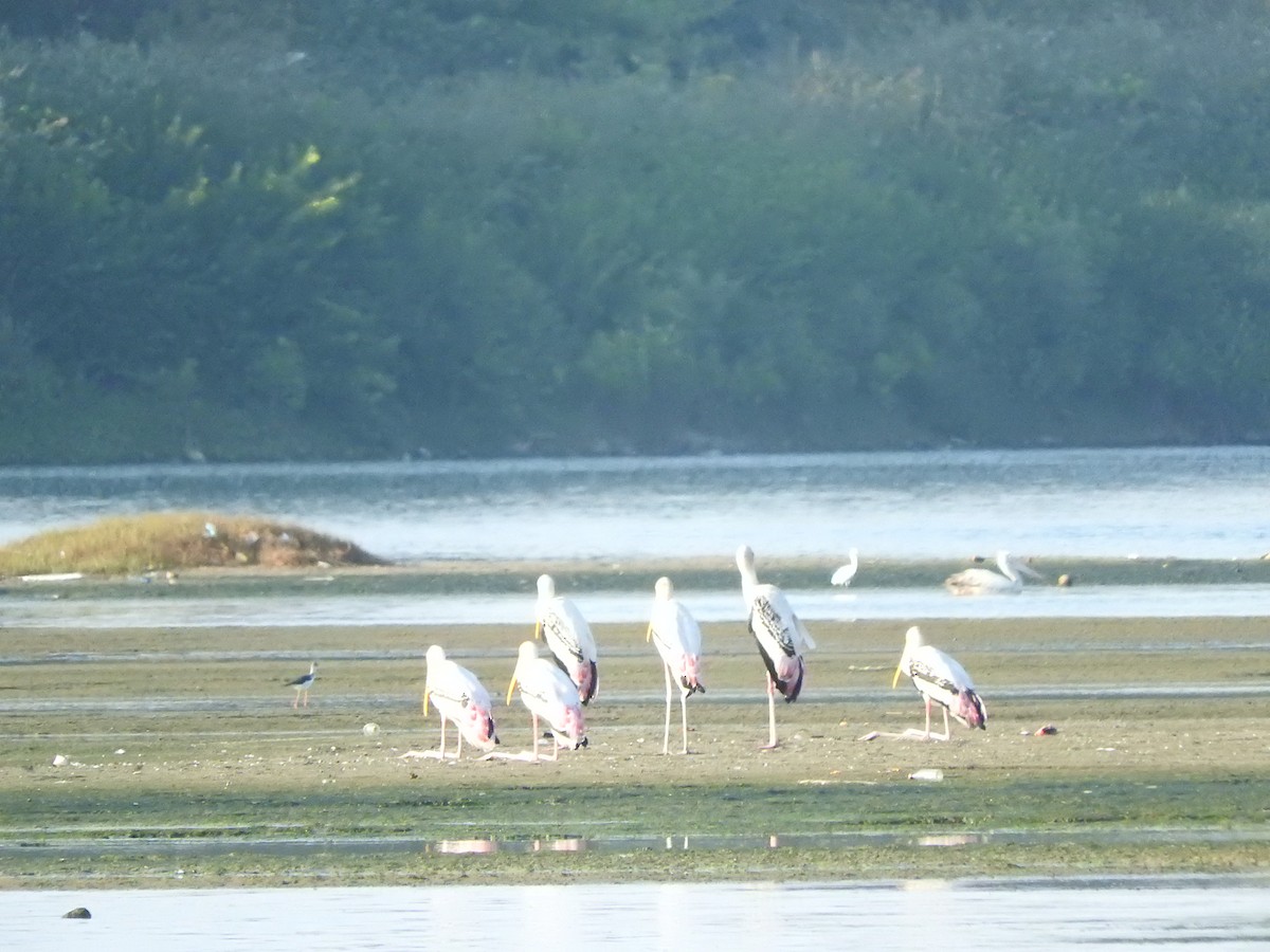 Painted Stork - ML142178361