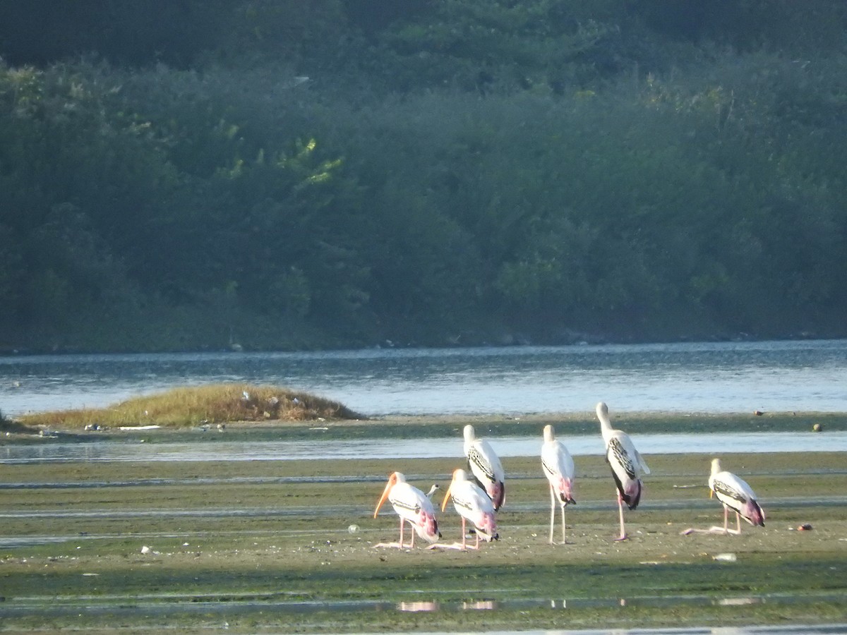 Painted Stork - ML142178371