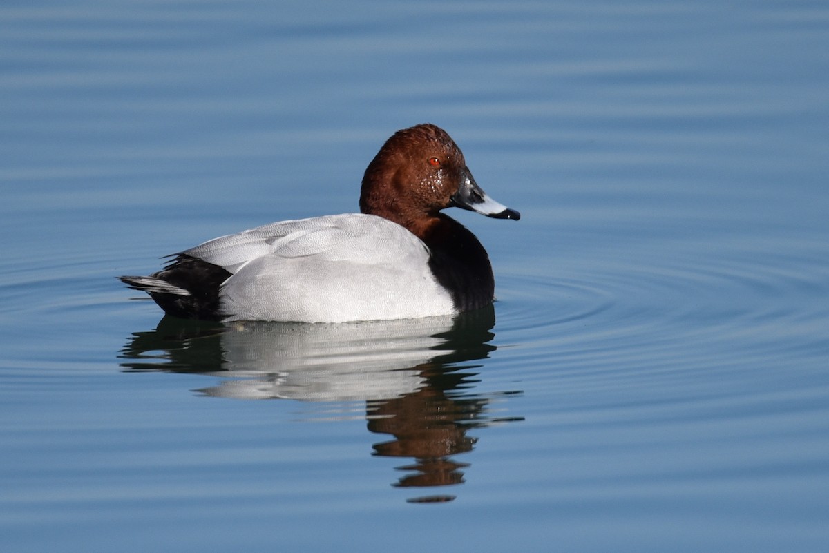 Common Pochard - Maryse Neukomm