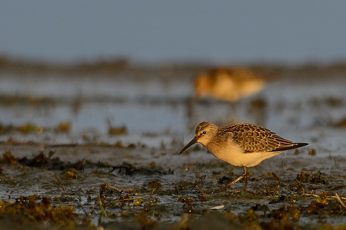 Curlew Sandpiper - ML142181991