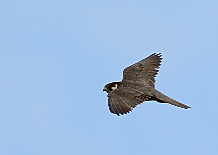 Eurasian Hobby - ML142182321