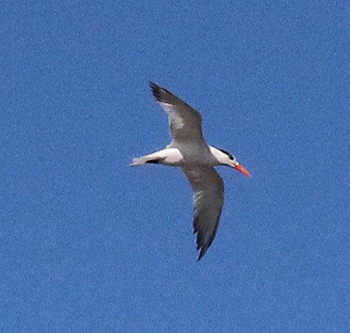 Royal Tern - ML142182481