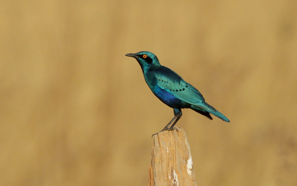 Lesser Blue-eared Starling (Lesser) - Anton Liebermann