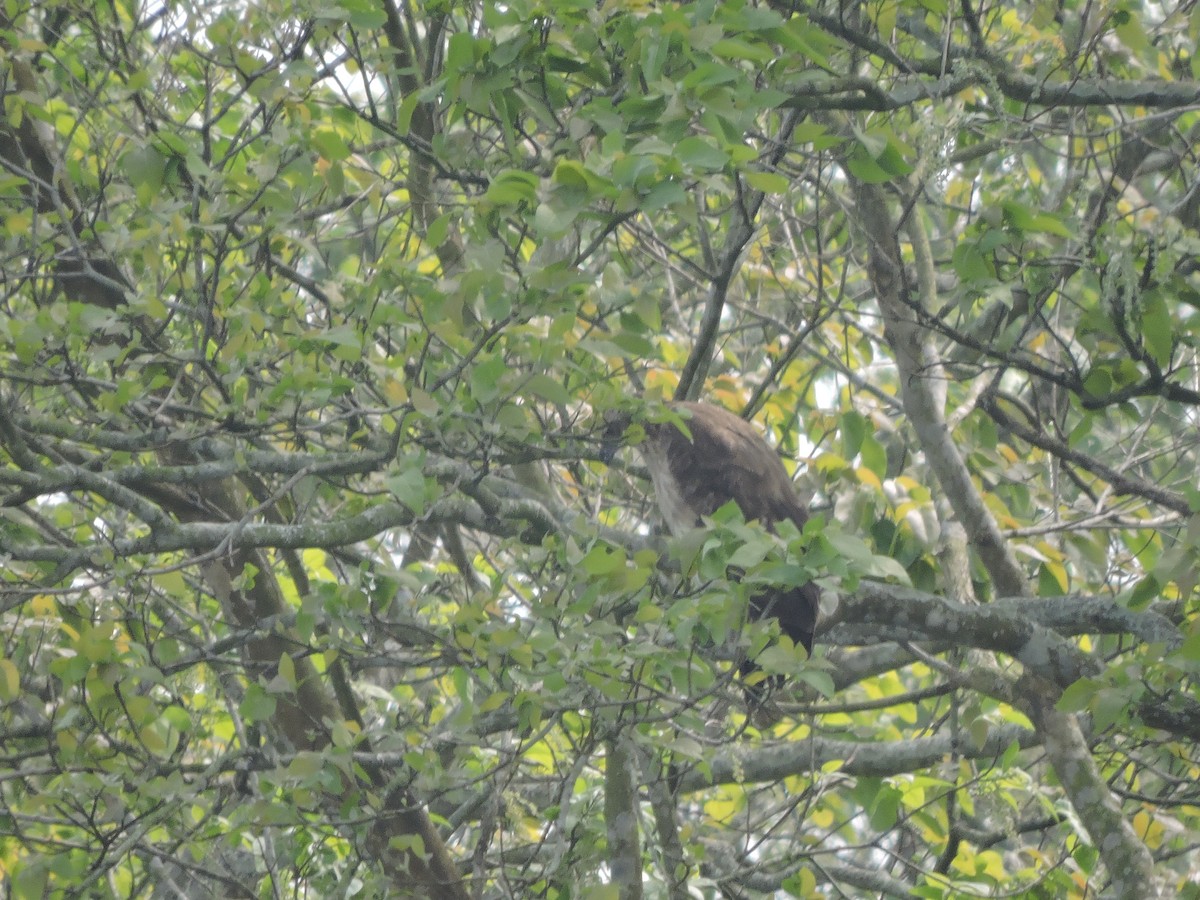 Buteo/eagle sp. - ML142183011