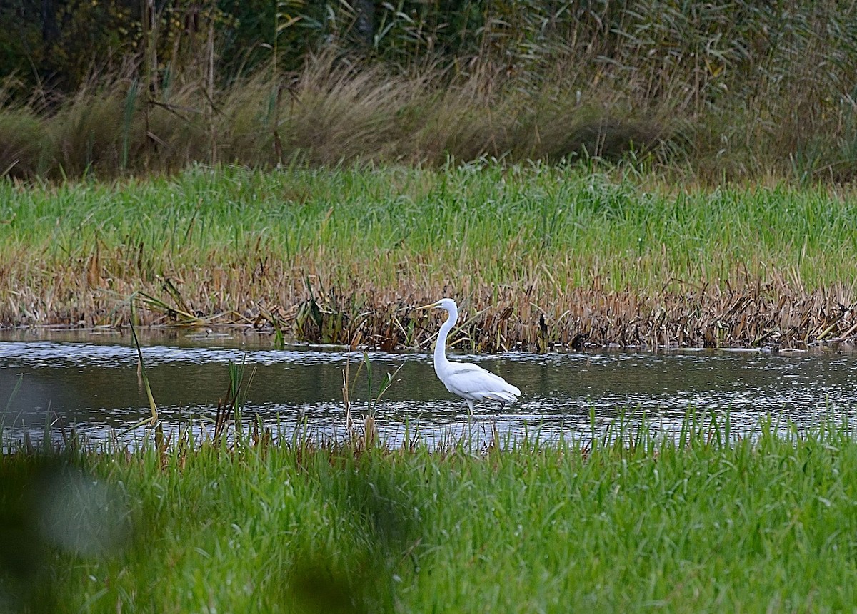 Great Egret - ML142183181