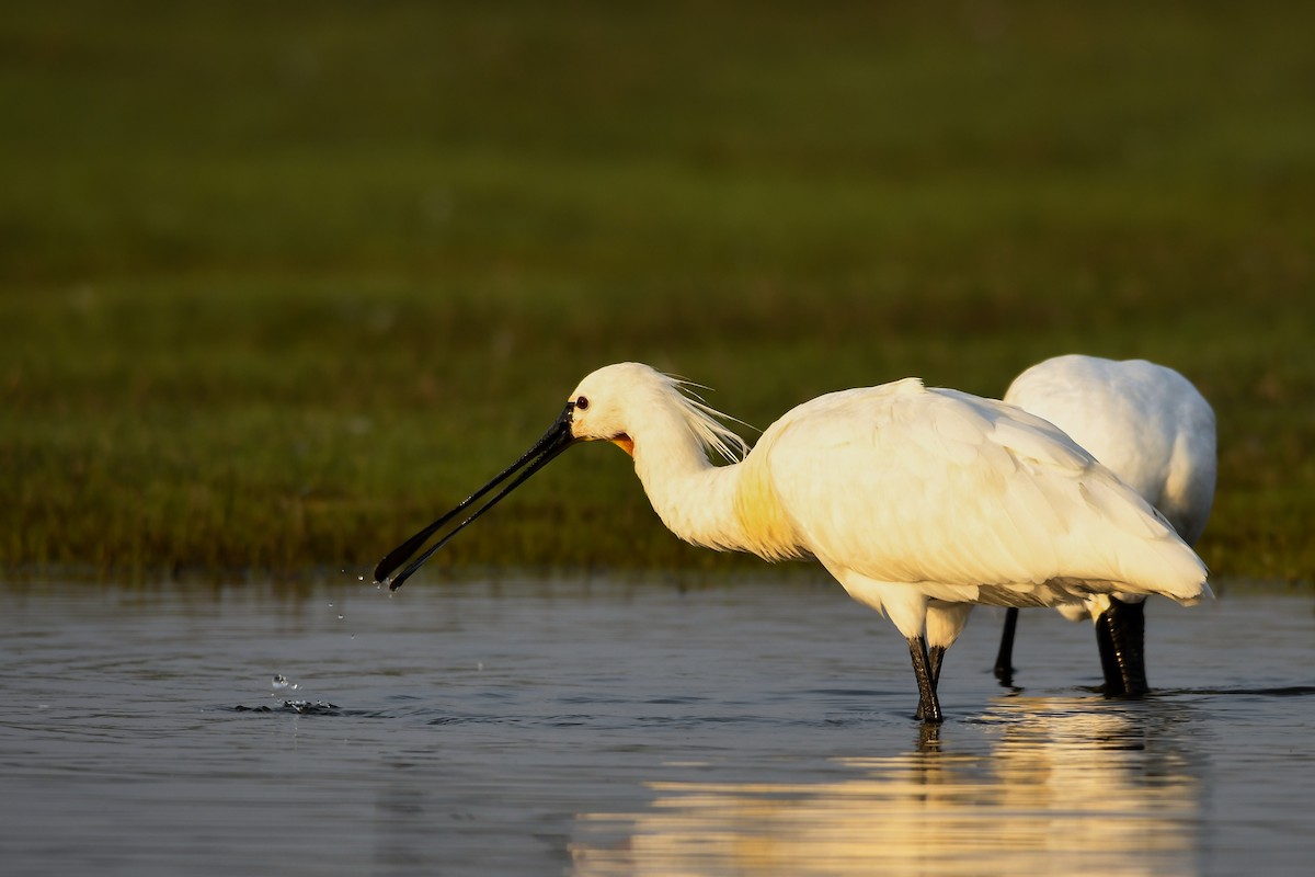 Eurasian Spoonbill - ML142184521