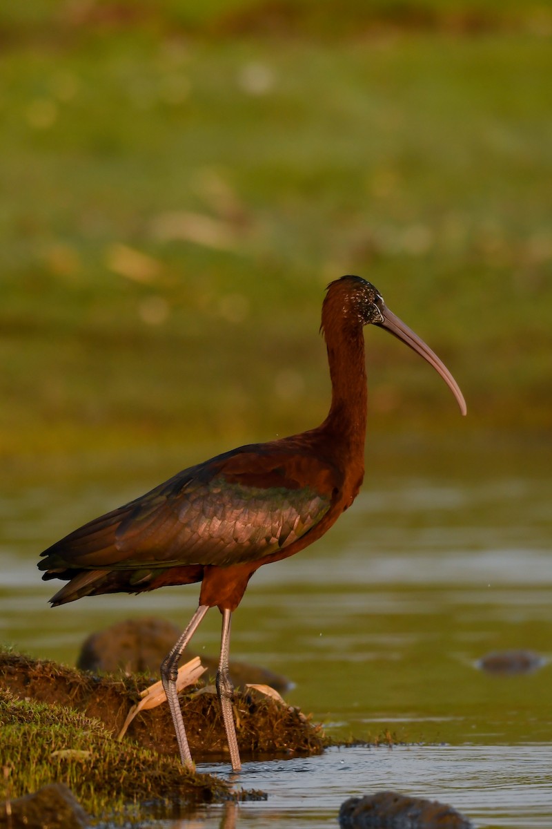 ibis hnědý - ML142184561