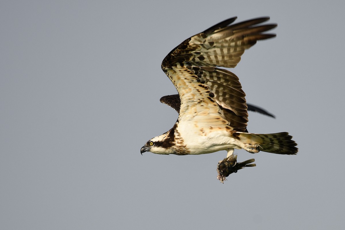 Águila Pescadora - ML142184601