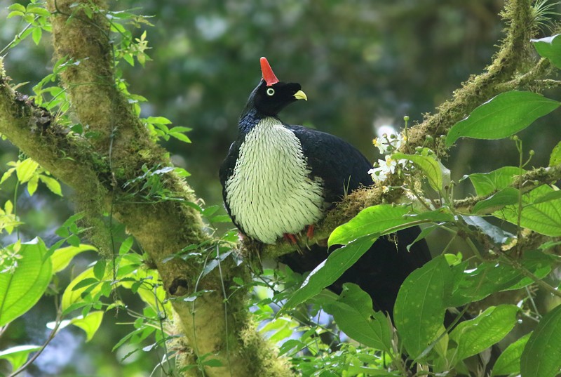 Horned Guan - ML142184701