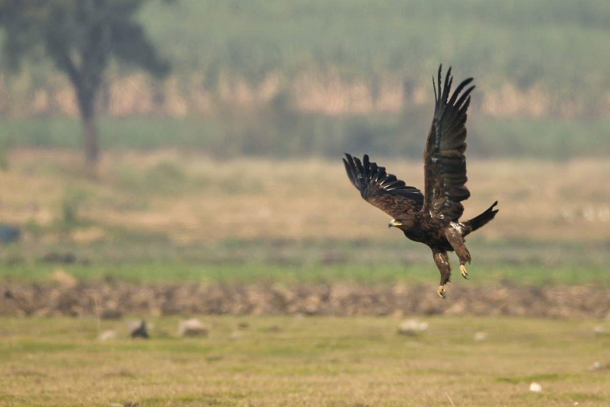 Águila Moteada - ML142184761