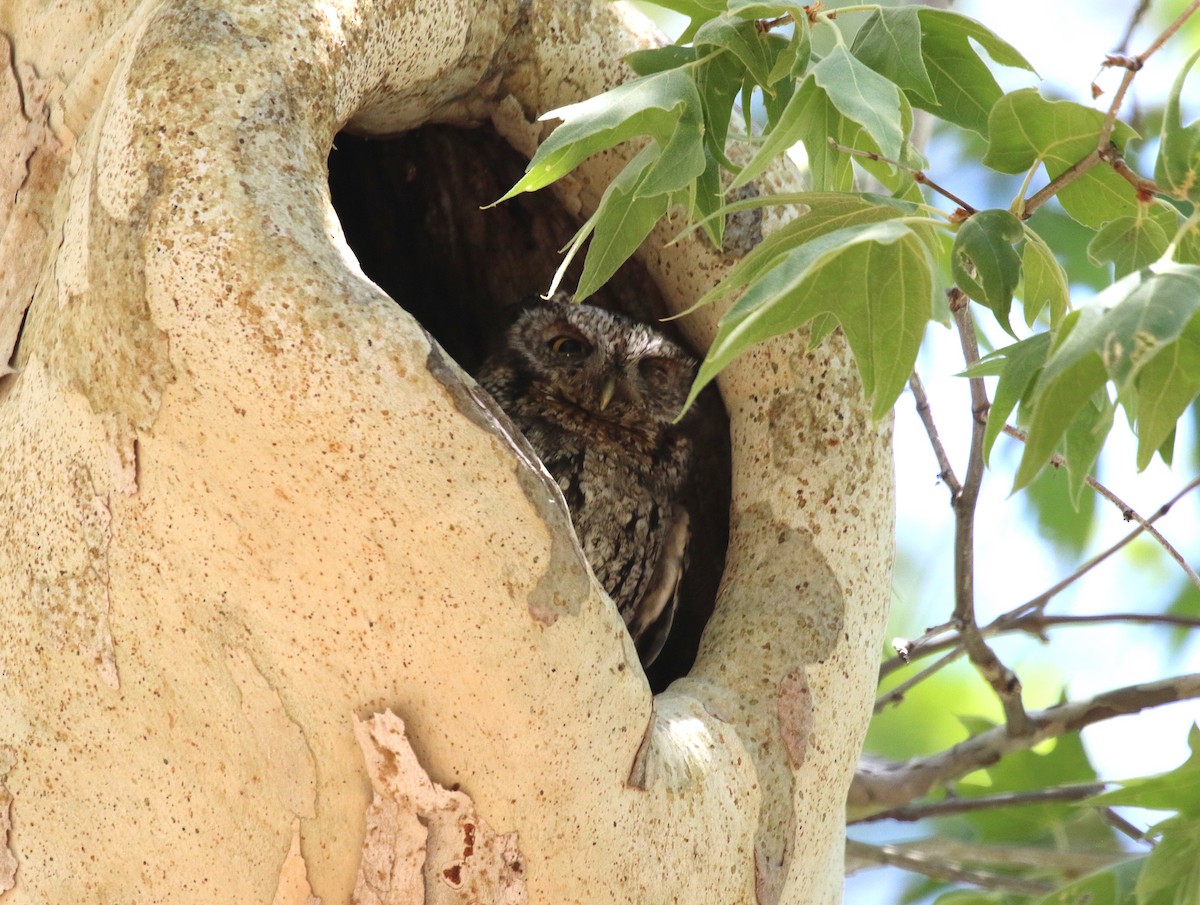 Whiskered Screech-Owl - ML142185001