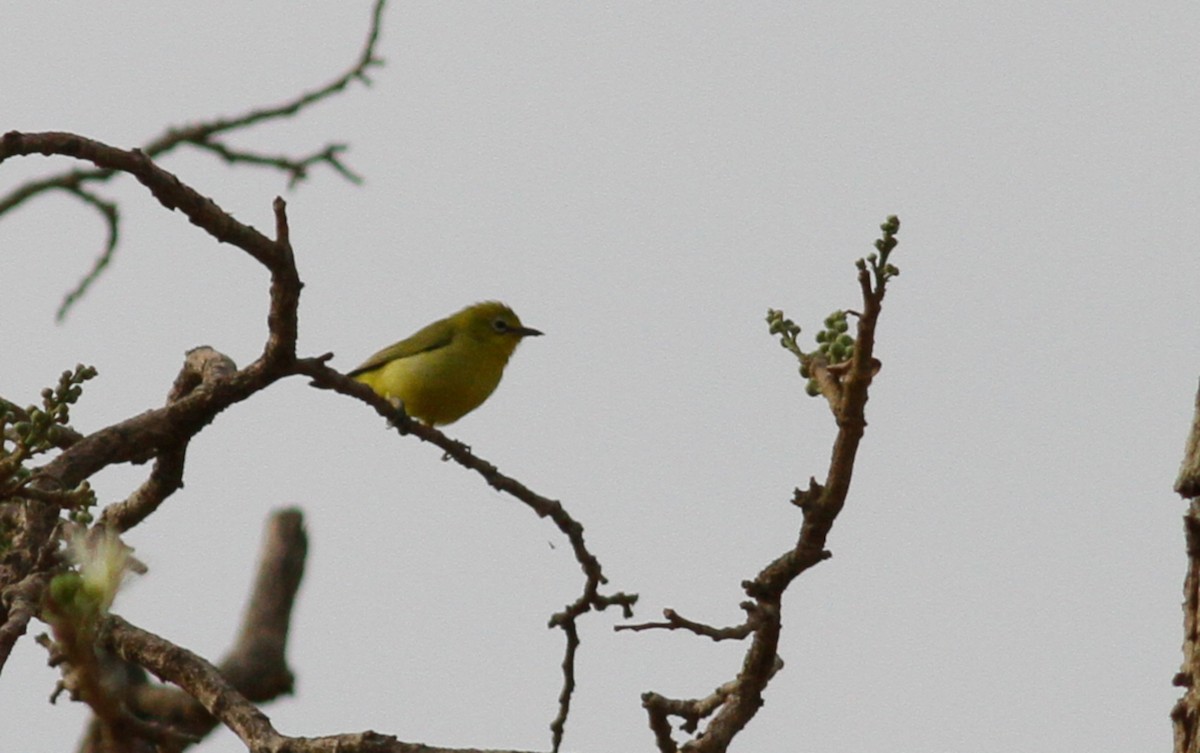 Northern Yellow White-eye (senegalensis/demeryi) - ML142185741