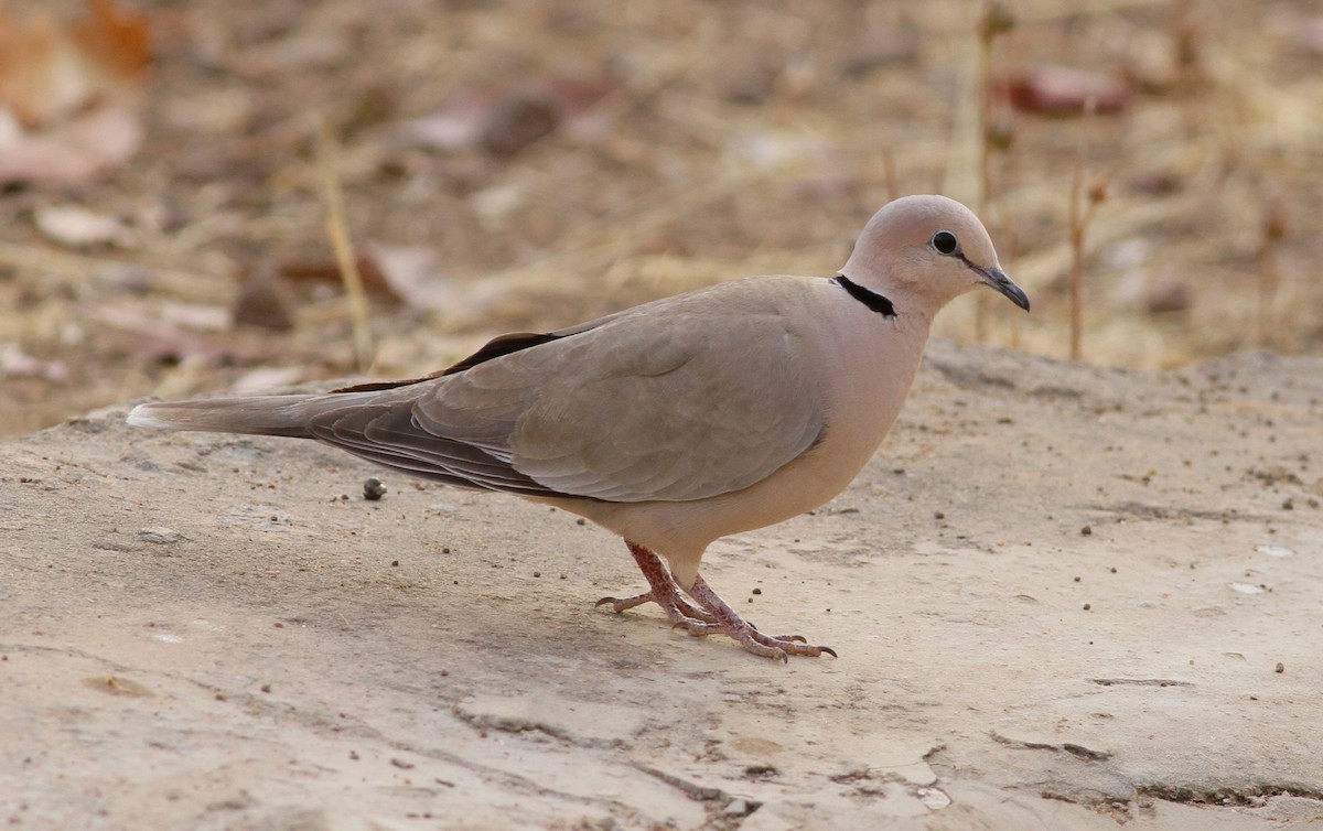 Vinaceous Dove - ML142185761