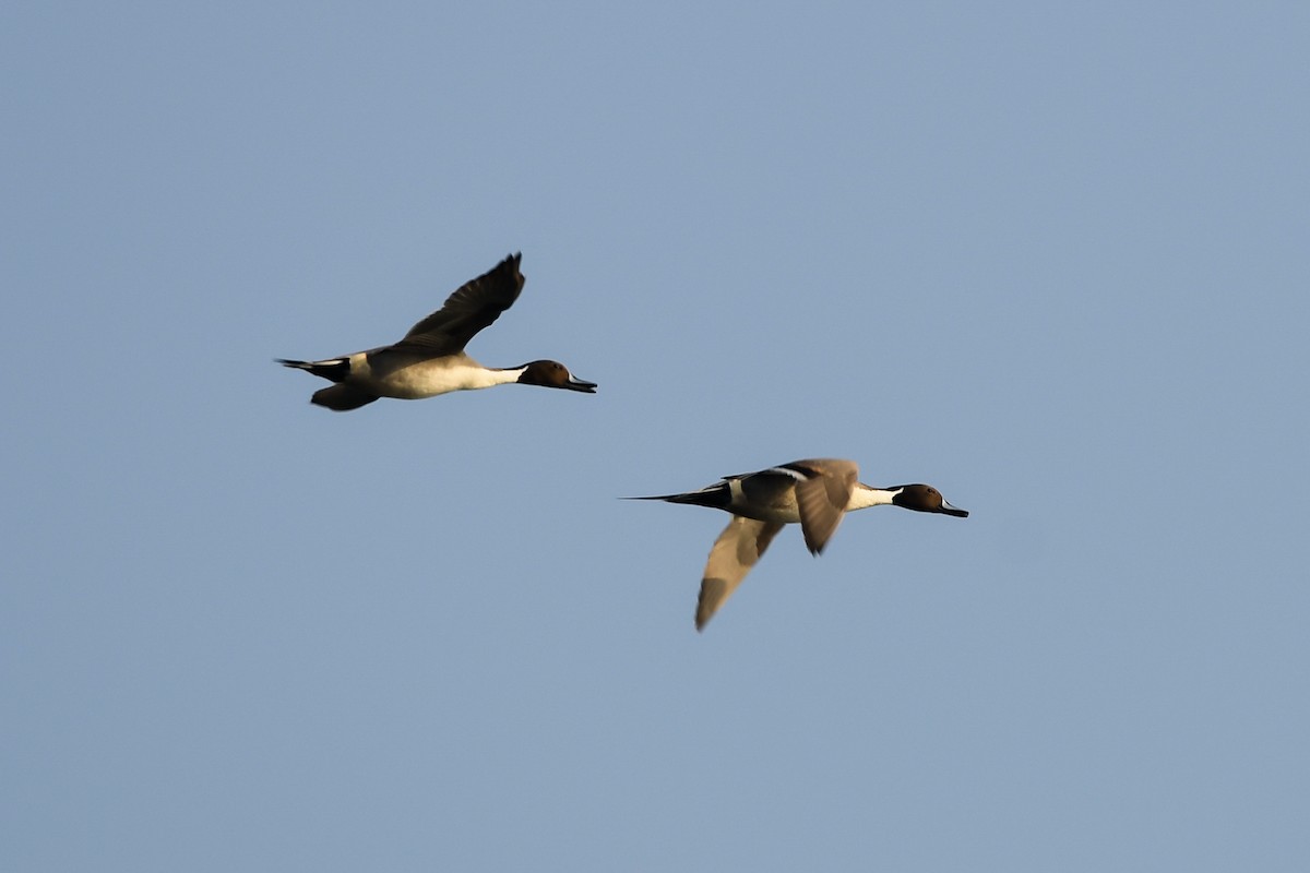 Northern Pintail - ML142186961