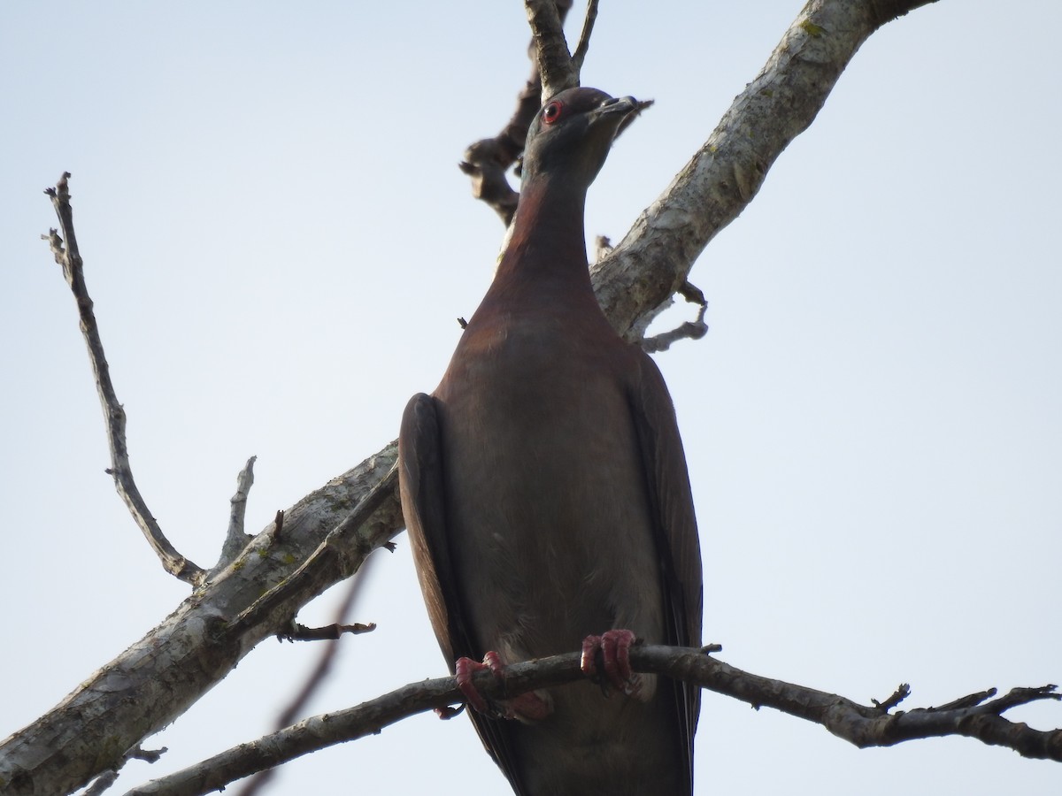 Pale-vented Pigeon - ML142190691