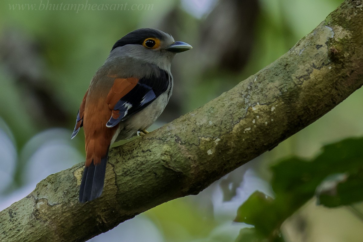 Gray-lored Broadbill - ML142191491