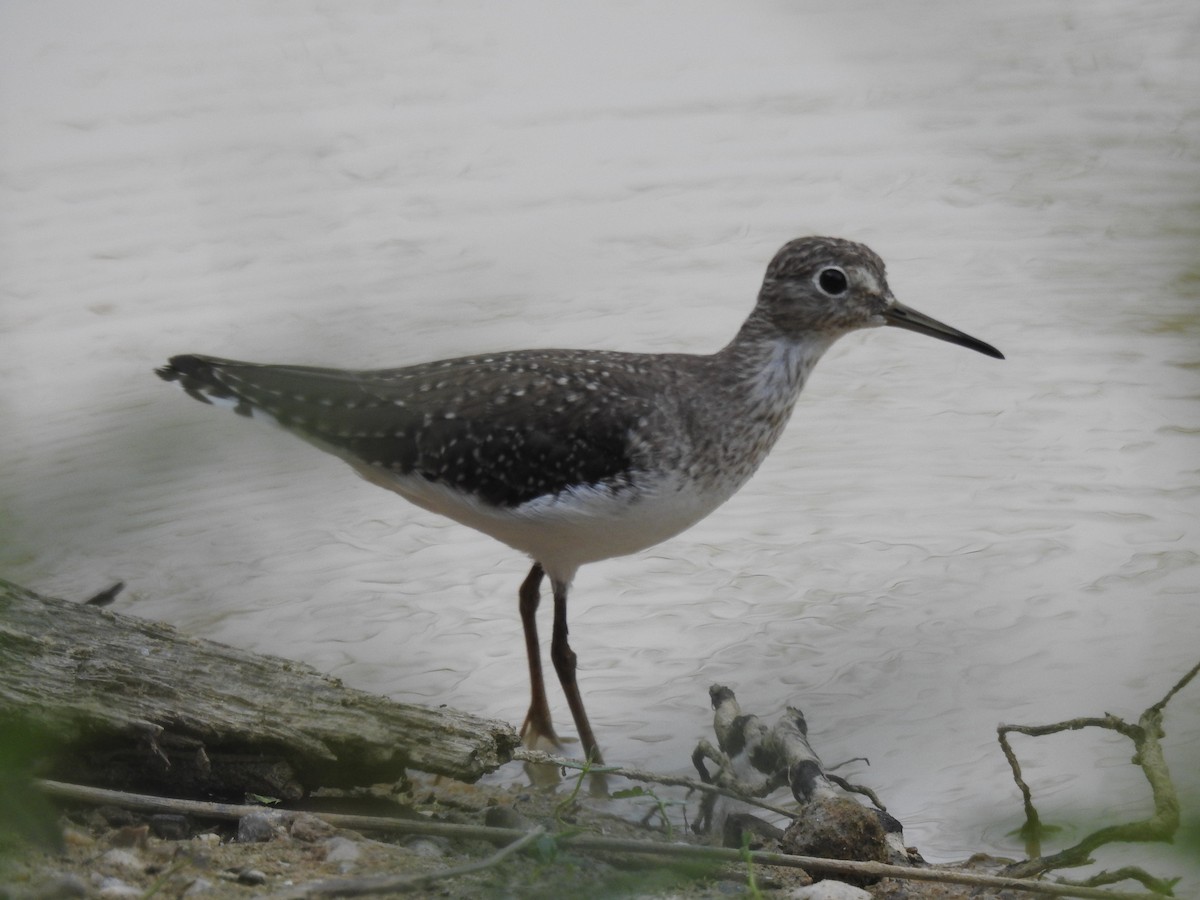 Solitary Sandpiper - ML142191591