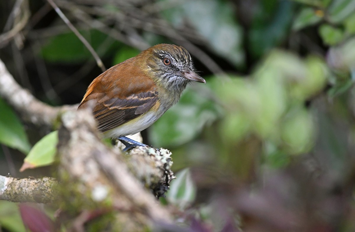 Bright-rumped Attila - Joshua Vandermeulen