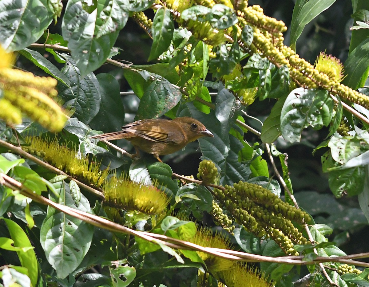 Red-throated Ant-Tanager - Joshua Vandermeulen