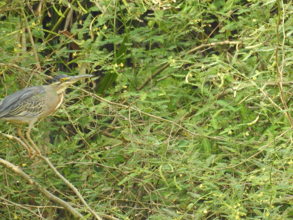 Striated Heron - ML142191861