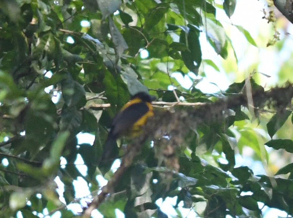 Black-throated Shrike-Tanager - Joshua Vandermeulen