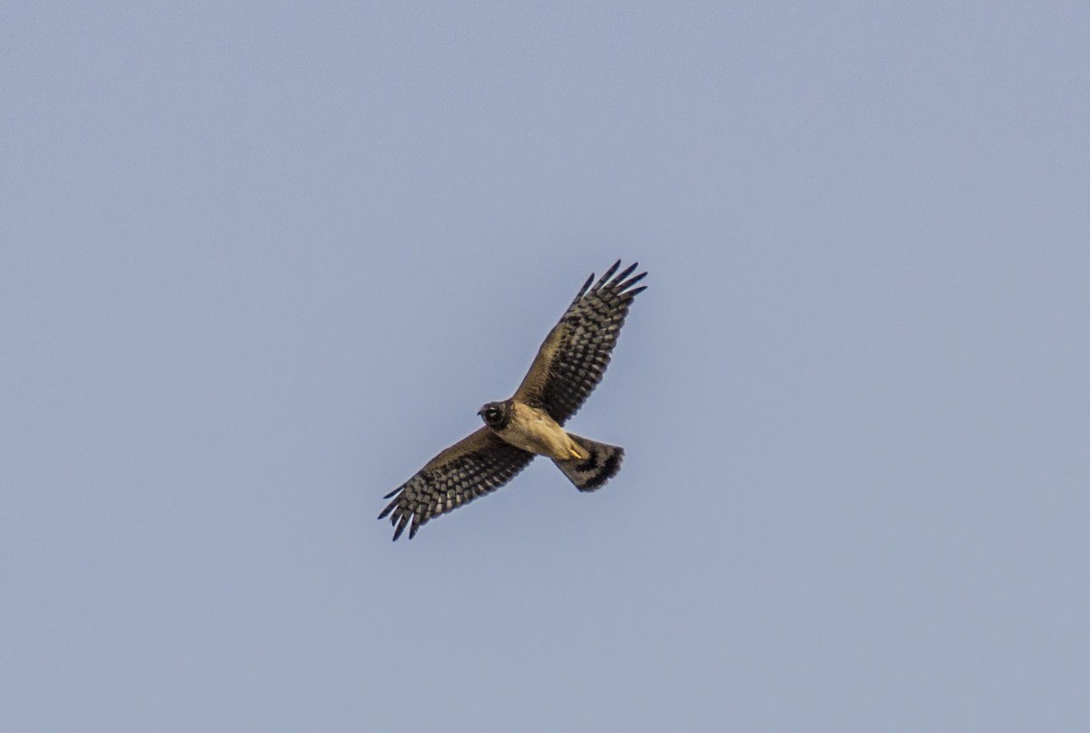 Northern Harrier - ML142192551