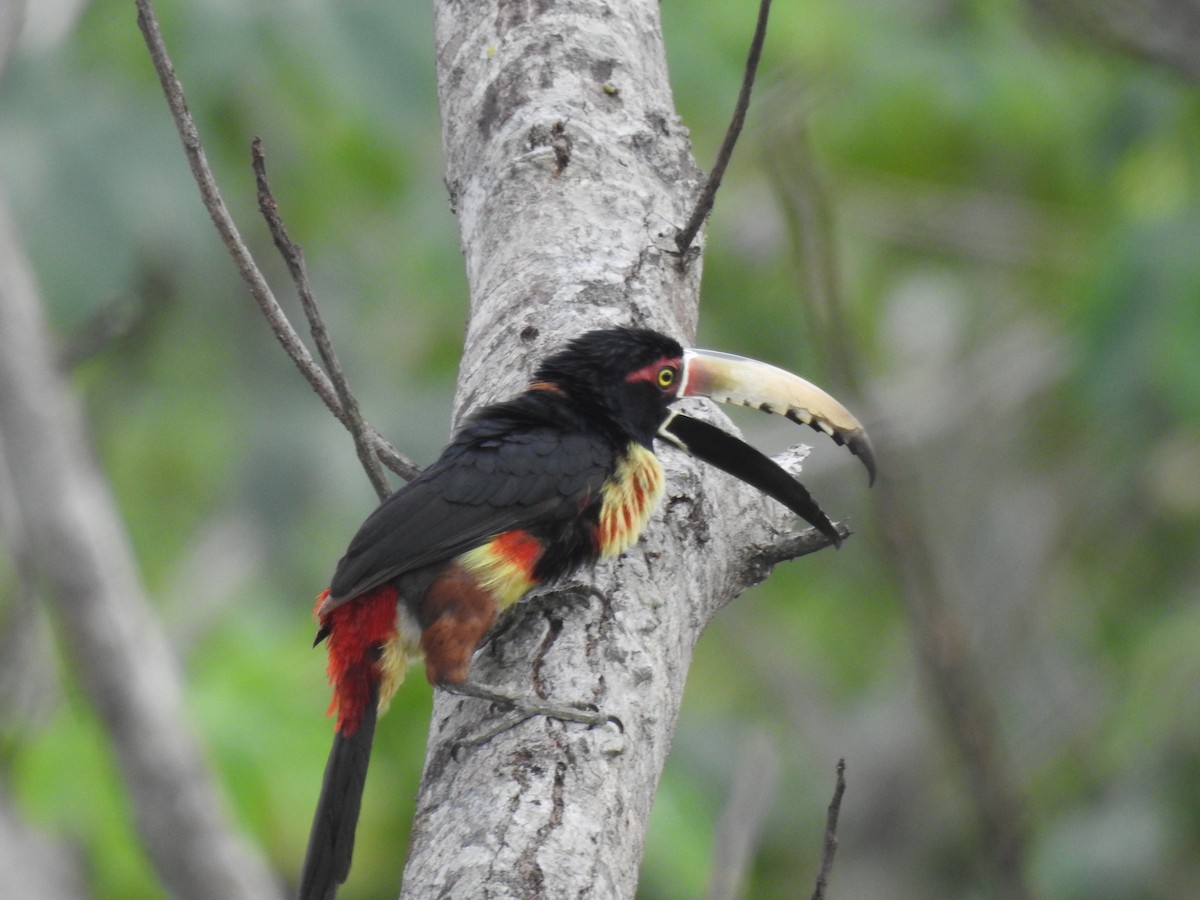 Collared Aracari - ML142192841