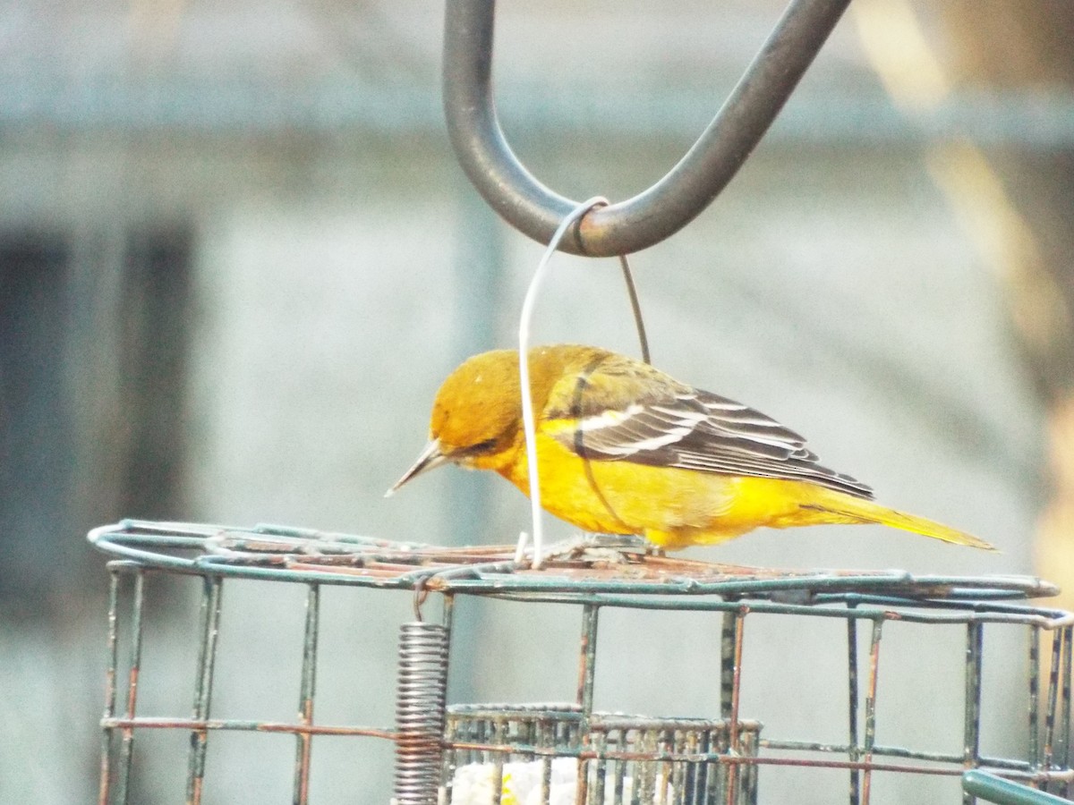 passerine sp. - ML142193181