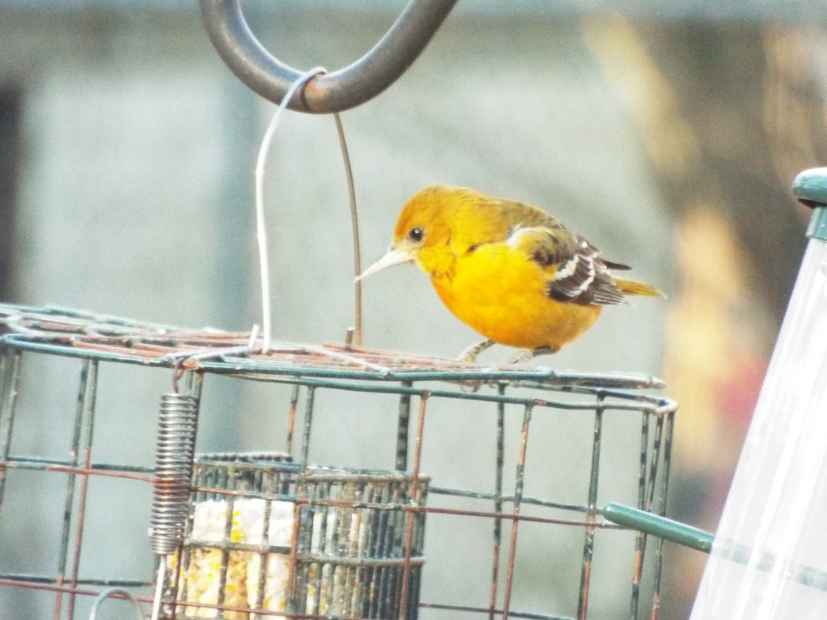 passerine sp. - ML142193201