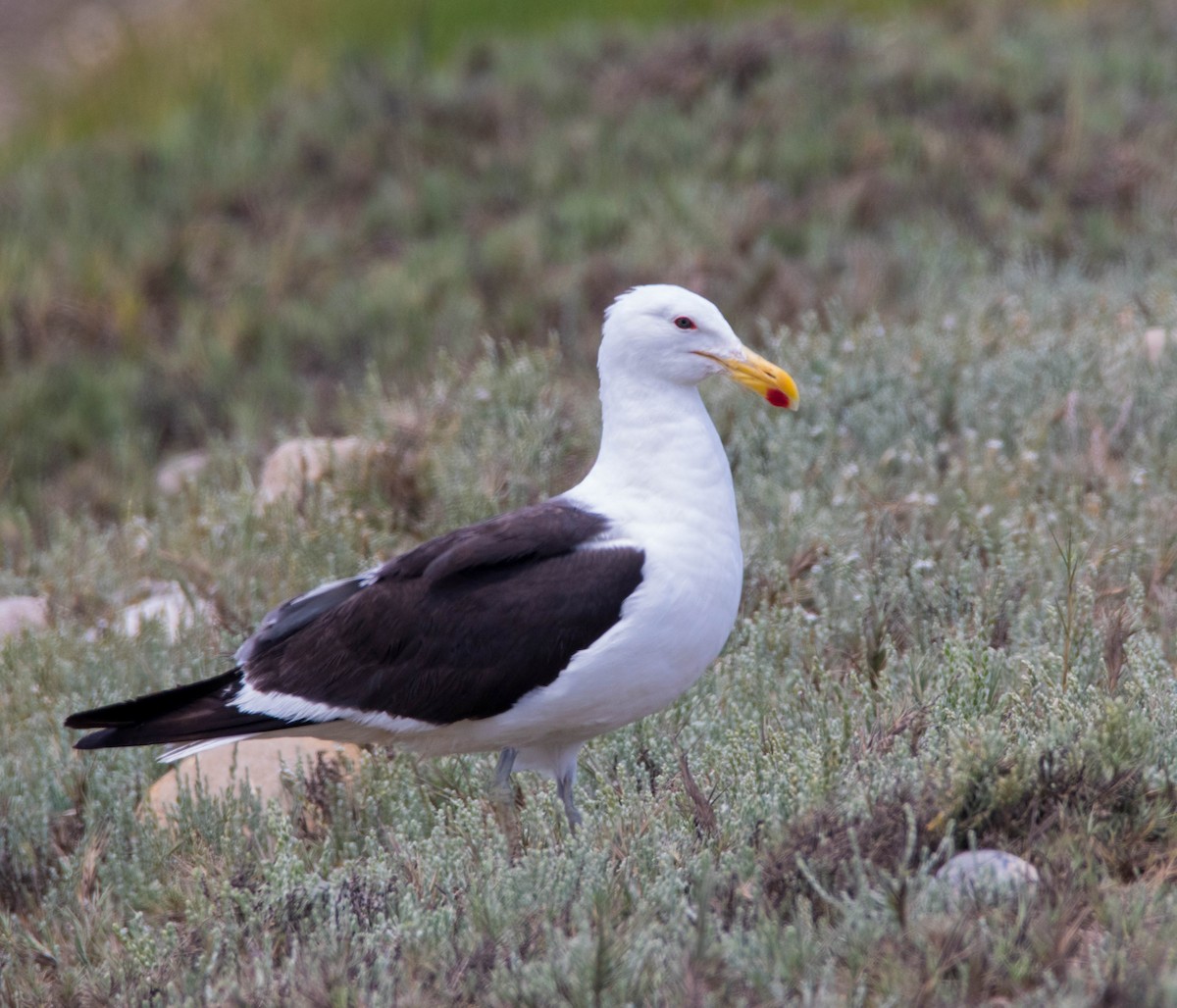 Kelp Gull - ML142193771