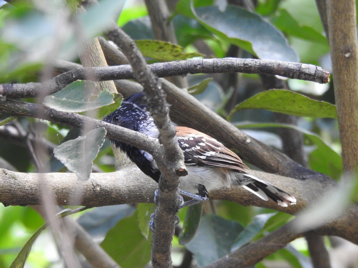 Black-crested Antshrike - ML142194461