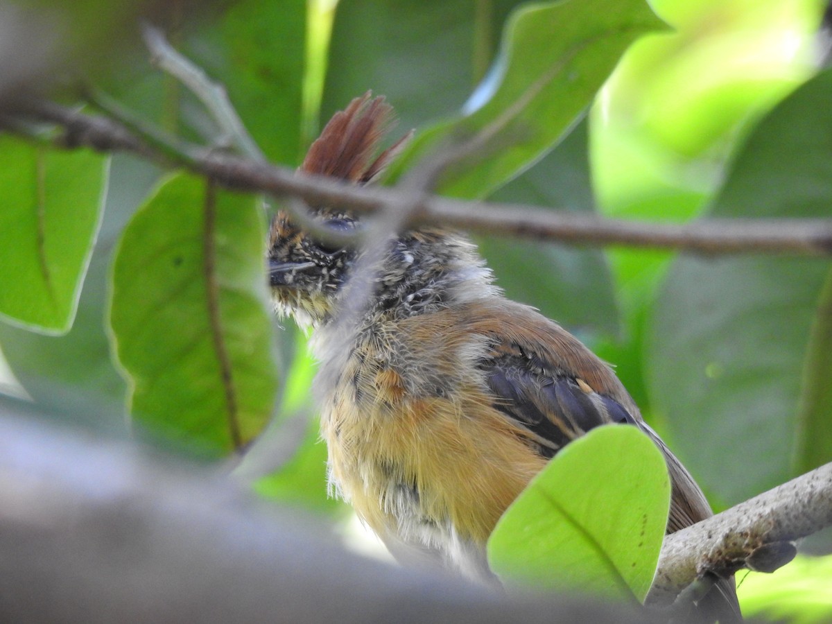 Black-crested Antshrike - ML142194521