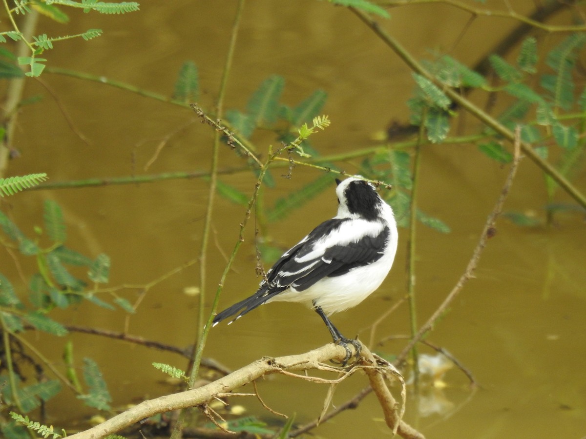 Pied Water-Tyrant - ML142194961