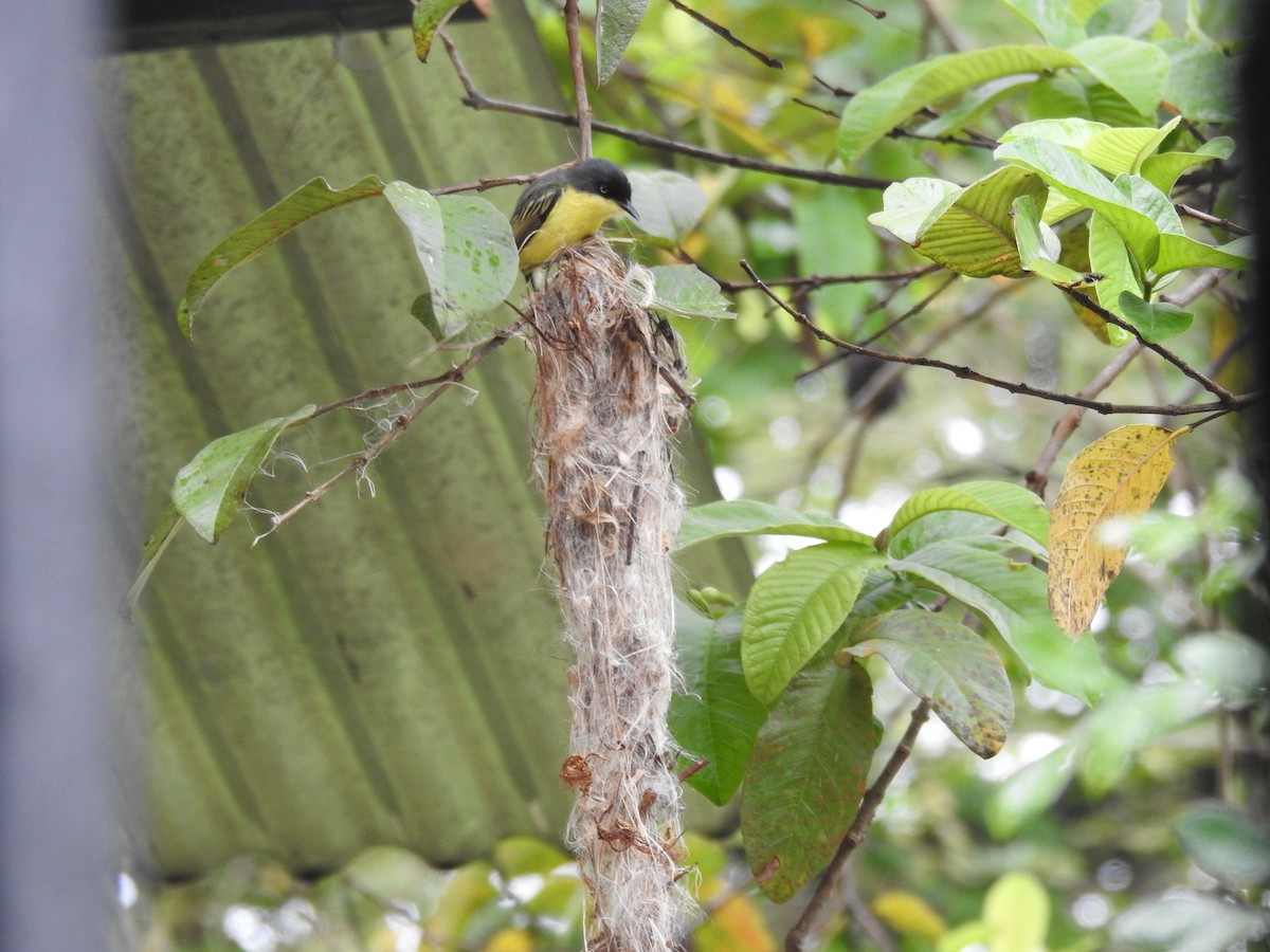 Common Tody-Flycatcher - ML142195131