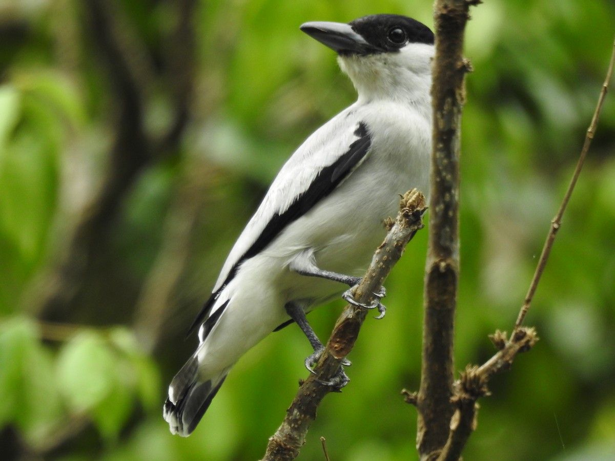 Black-crowned Tityra - ML142195481