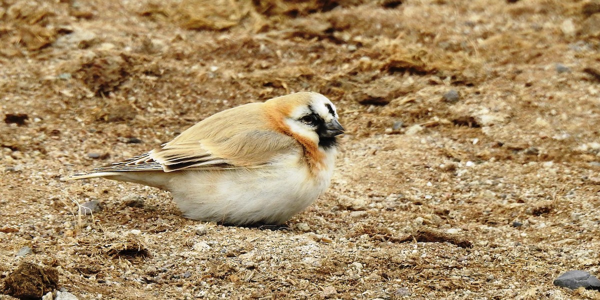 Blanford's Snowfinch - Lobzang Visuddha