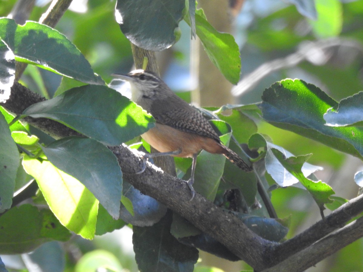 Buff-breasted Wren - ML142195811