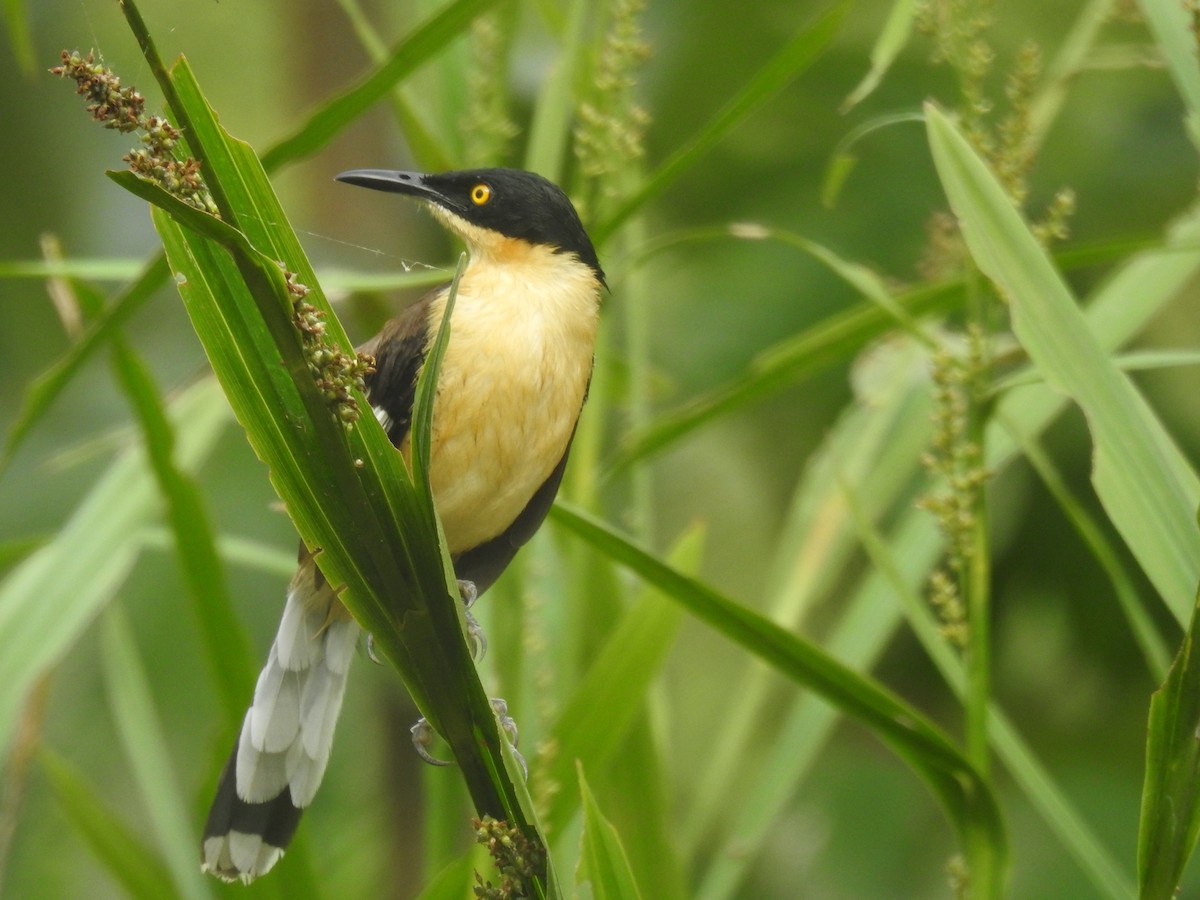 Black-capped Donacobius - ML142196051